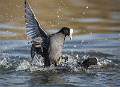 Coots Fighting 1 - by Roger Hance